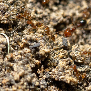 Spring is the time for Texans to ‘two-step’ toward fire ant control                      