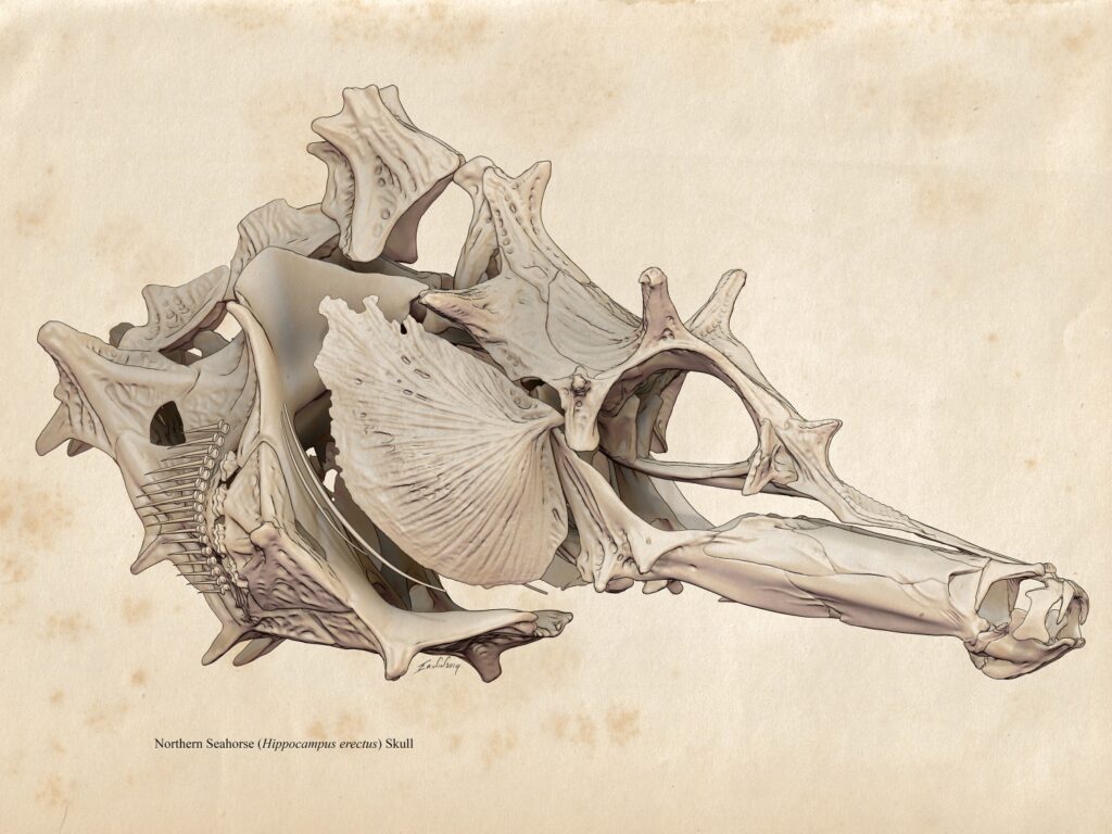 Detailed anatomical drawing of a seahorse skull