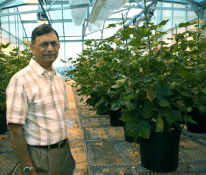 Rathore and ultra-low gossypol cotton created through the use of RNAi technology, a gene-silencing technique