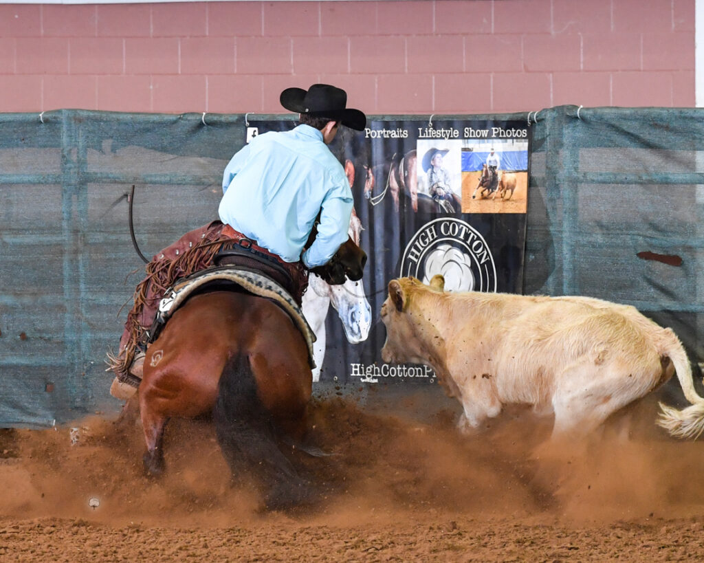 a man in a blue shirt rides a horse that is sliding to a stop and kicking up dust as it cuts off a steer that is also kicking up dust