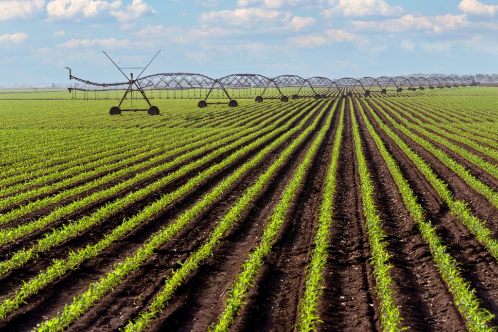 Emerged rows of corn plants with an irrigation pivot in the background. 