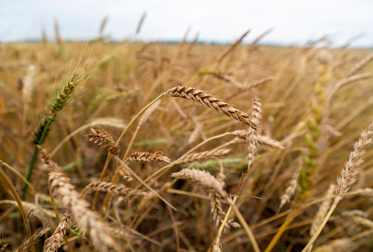 Wheat crop shaping up better than past two years, but prices are low