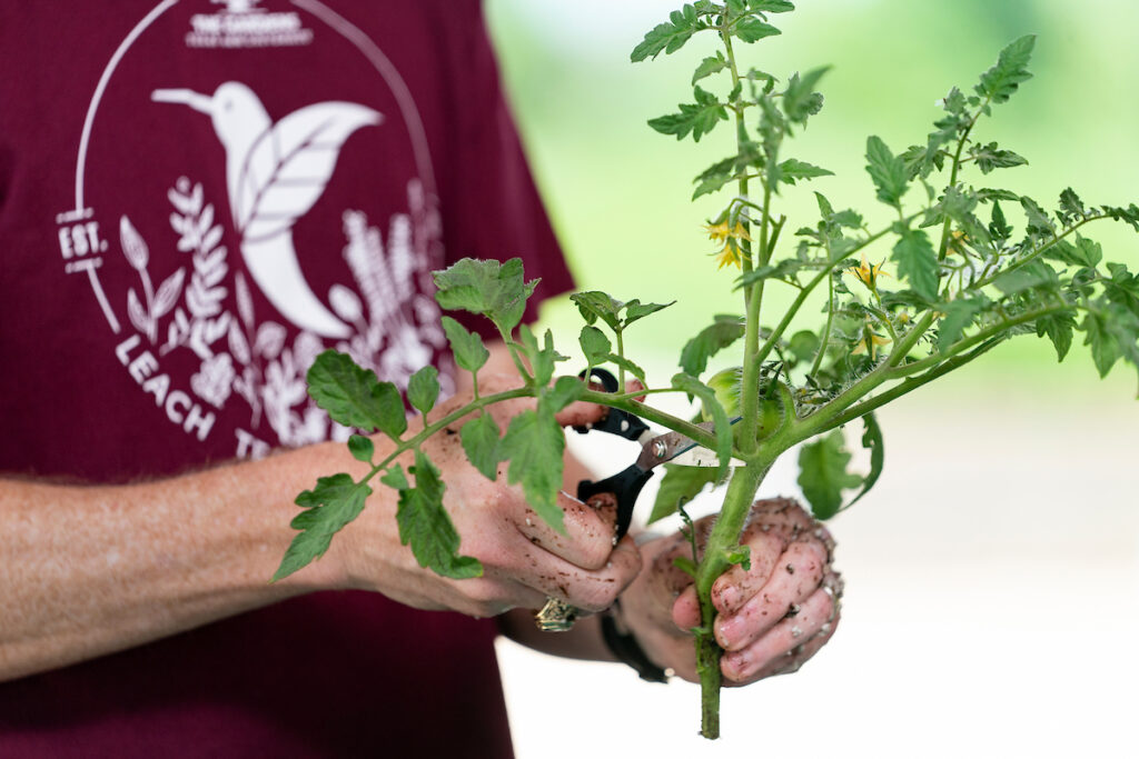 A person holds a tomato plant.