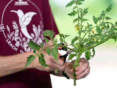 A person holds a tomato plant.