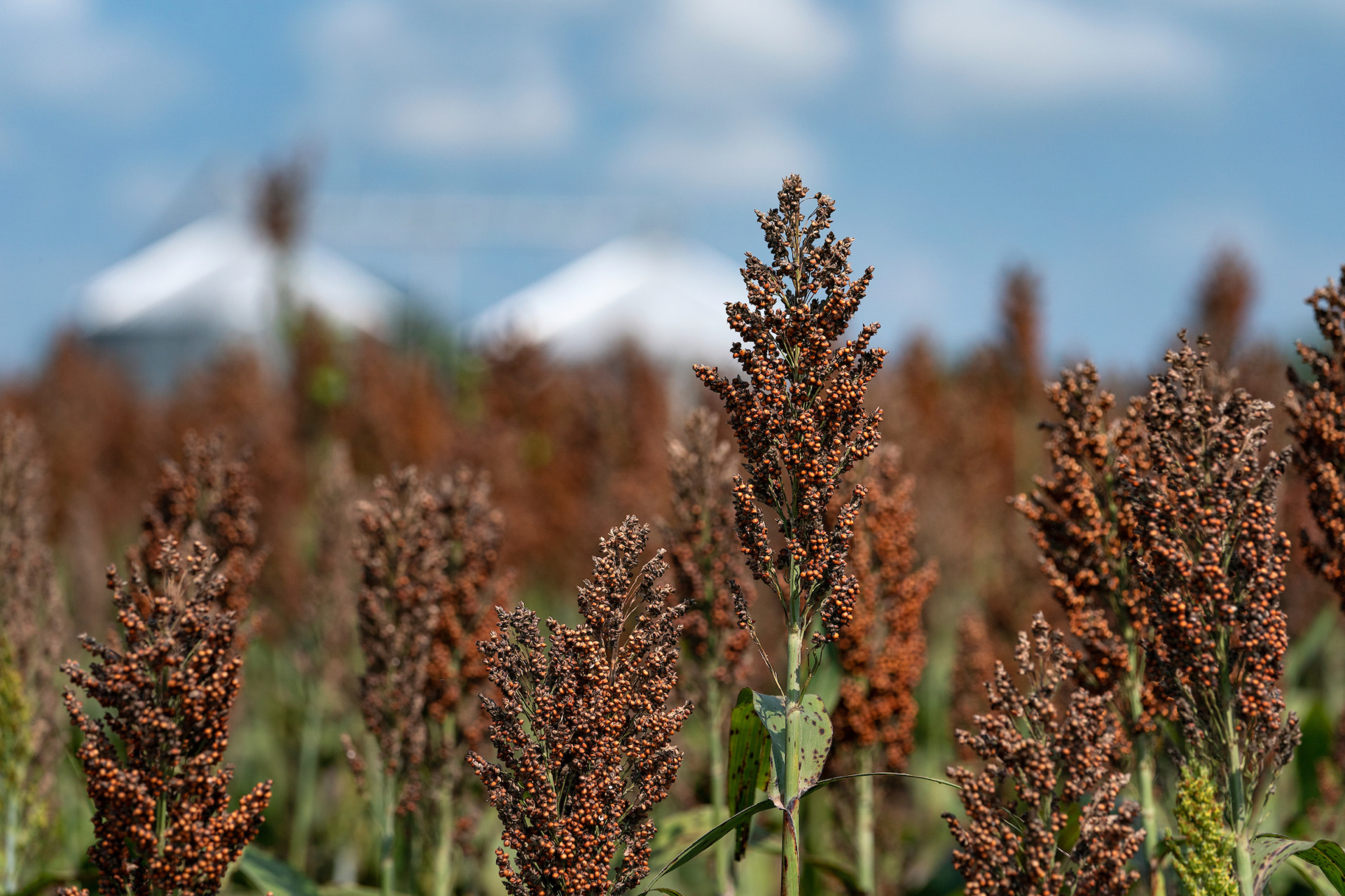 Winter Garden Row Crop Conference set for Jan. 29 in Hondo