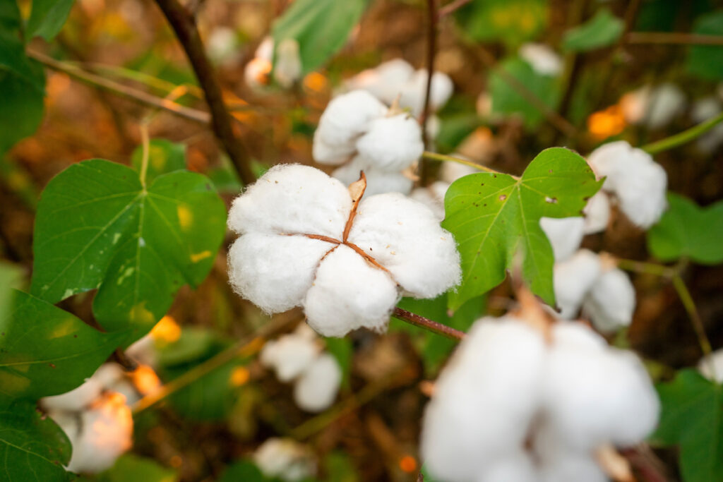 A close up of cotton in a field.