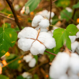 Cotton scouting schools will be held in Buckholts, El Campo, Ennis in May