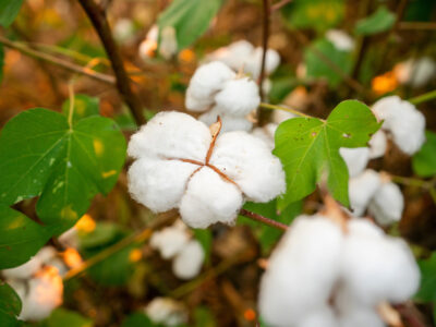A close up of cotton in a field.