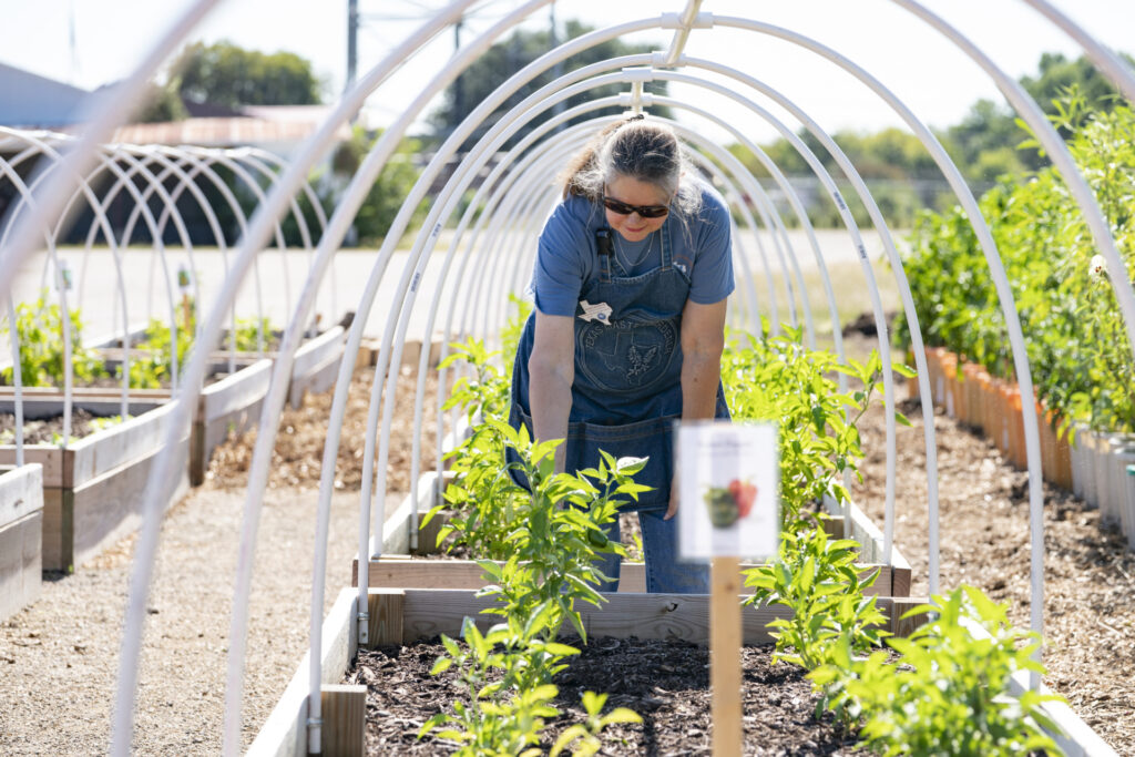 A woman observing crops planted in the Dallas Urban Garden. 