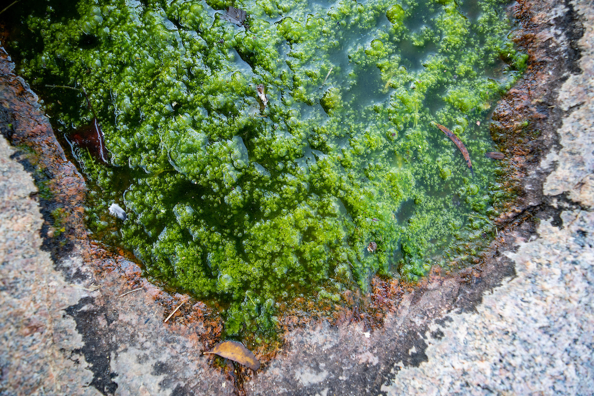 Proactive aquatic vegetation management webinar set for Jan. 16