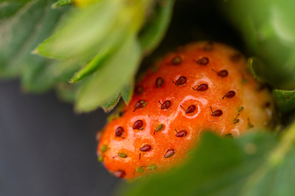 A closeup of a strawberry on the vine