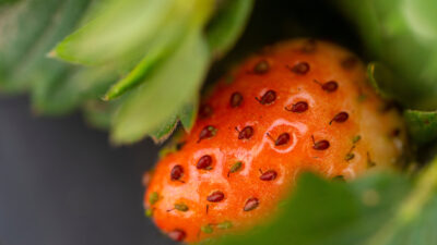 A closeup of a strawberry.