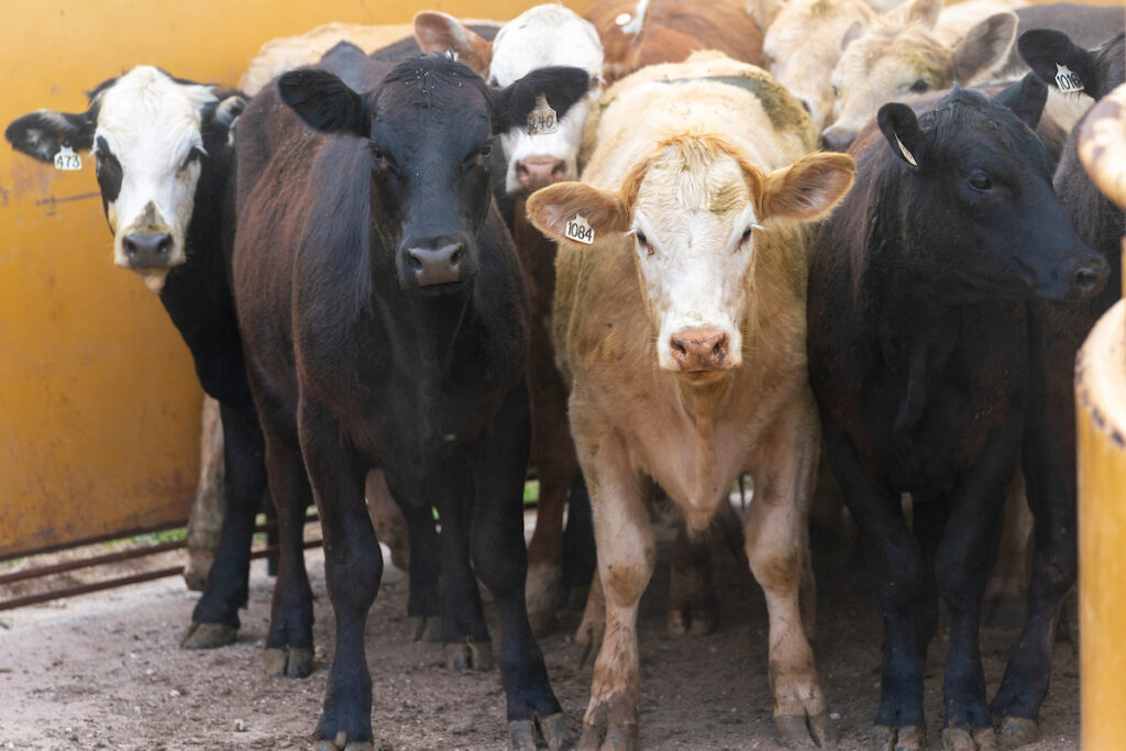 Cattle in a pen. The May 1 McGregor Research Center Field Day will feature presentations on various topics concerning cattle.