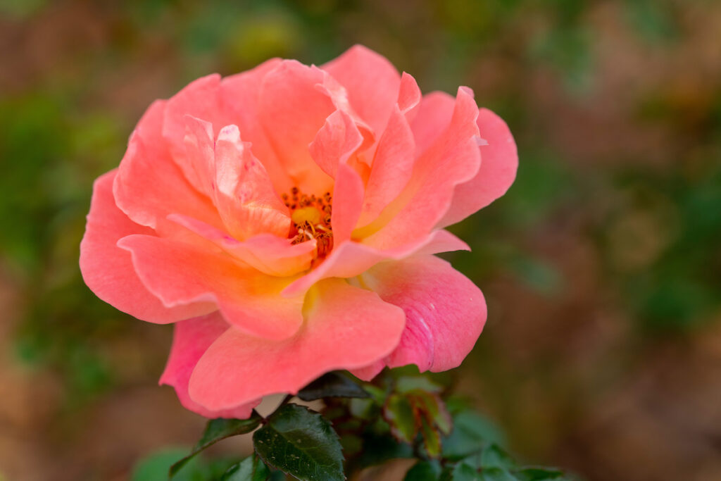 An apricot and pink colored open rose bloom.