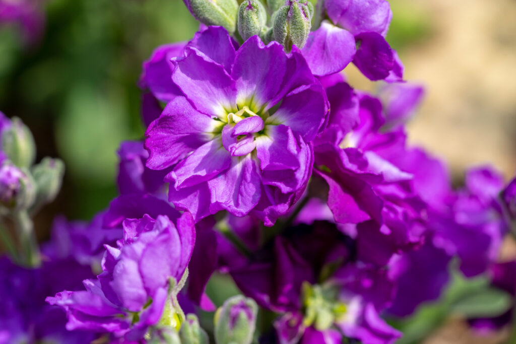 Hoary stock flowers. They have crepe-like purple flowers with yellow and white centers.