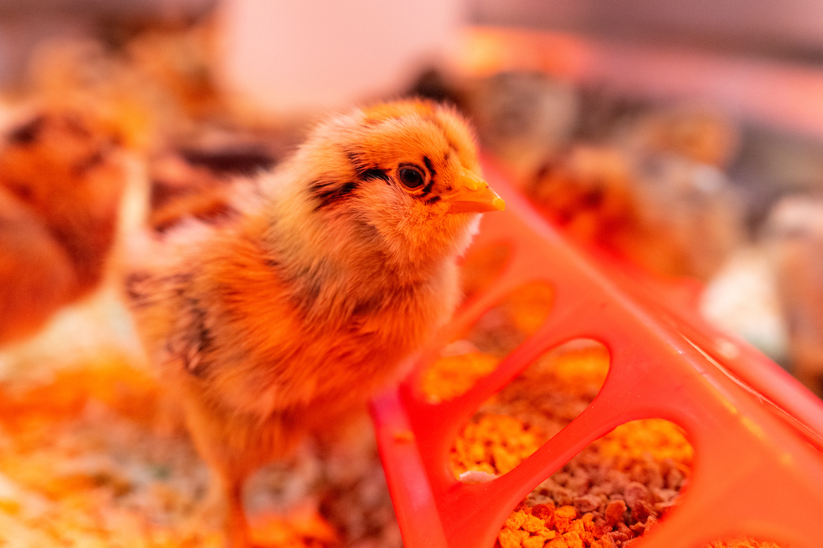 Backyard poultry health seminar to be held on April 6 in College Station