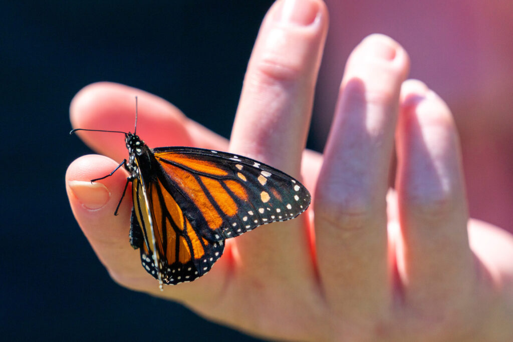 Close up of monarch butterfly on the fingertip of a hand.