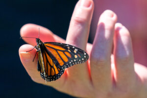 A monarch butterfly resting on a child's finger