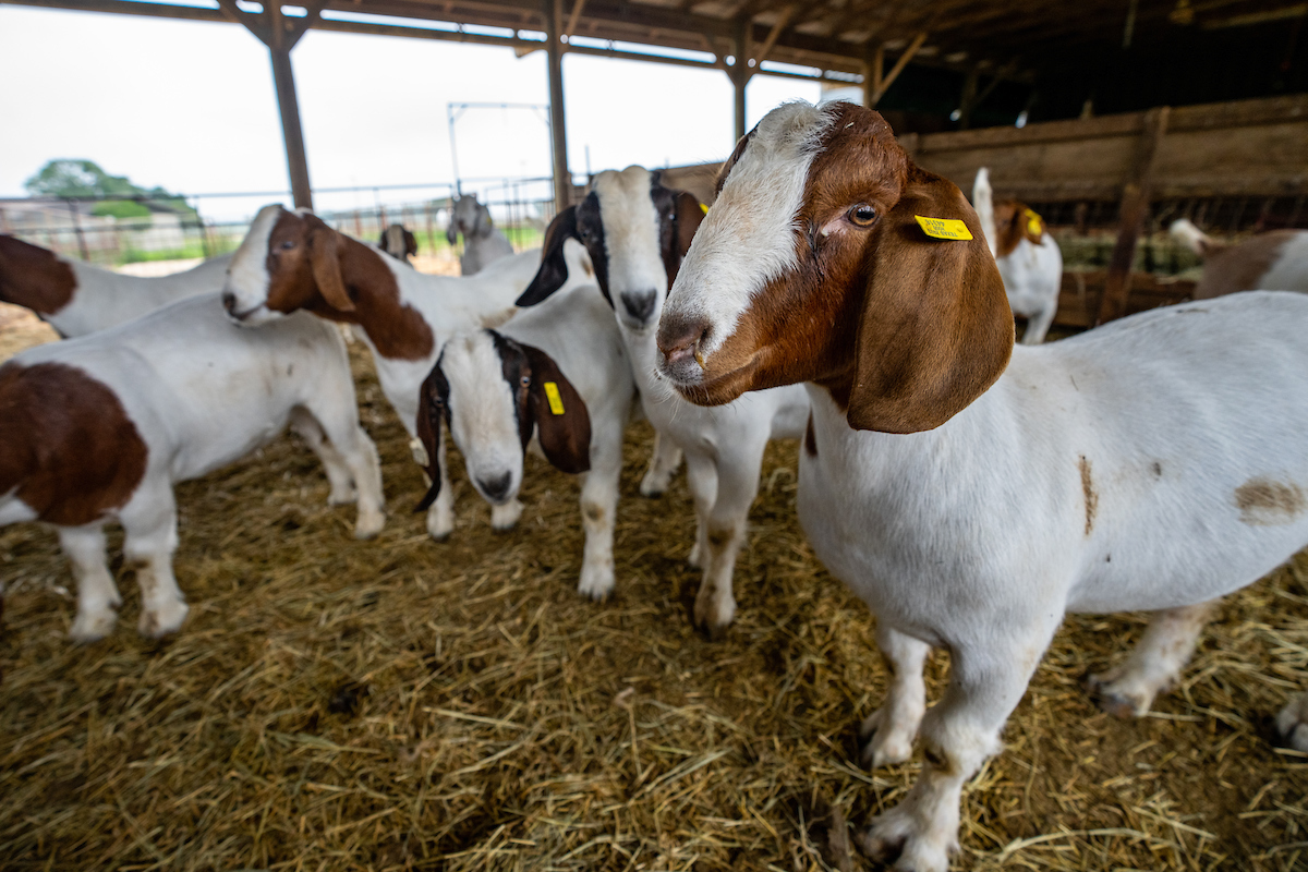 Brown and white goats in a pen with hay on the floor.