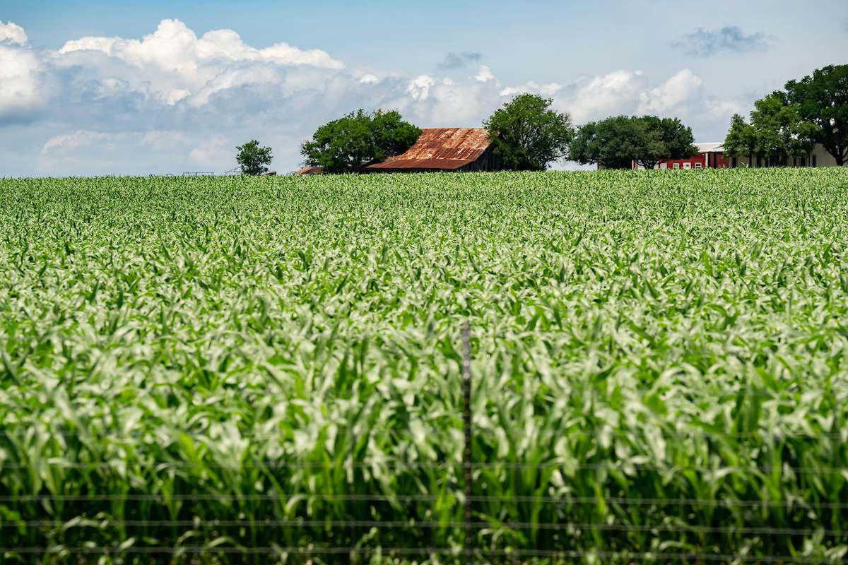 Feed grain marketing workshop set for March 19-20 in Waco