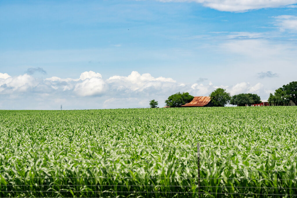 Corn standing in a field. 