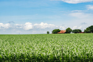 A field of corn with a barn in the distance