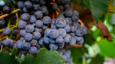 Grapes at a winery.