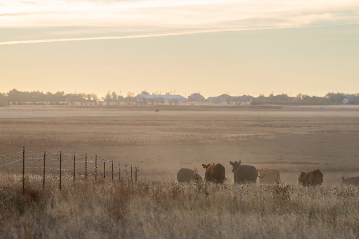 AgriLife Extension to host District 8 Farm and Ranch Seminar on Dec. 14