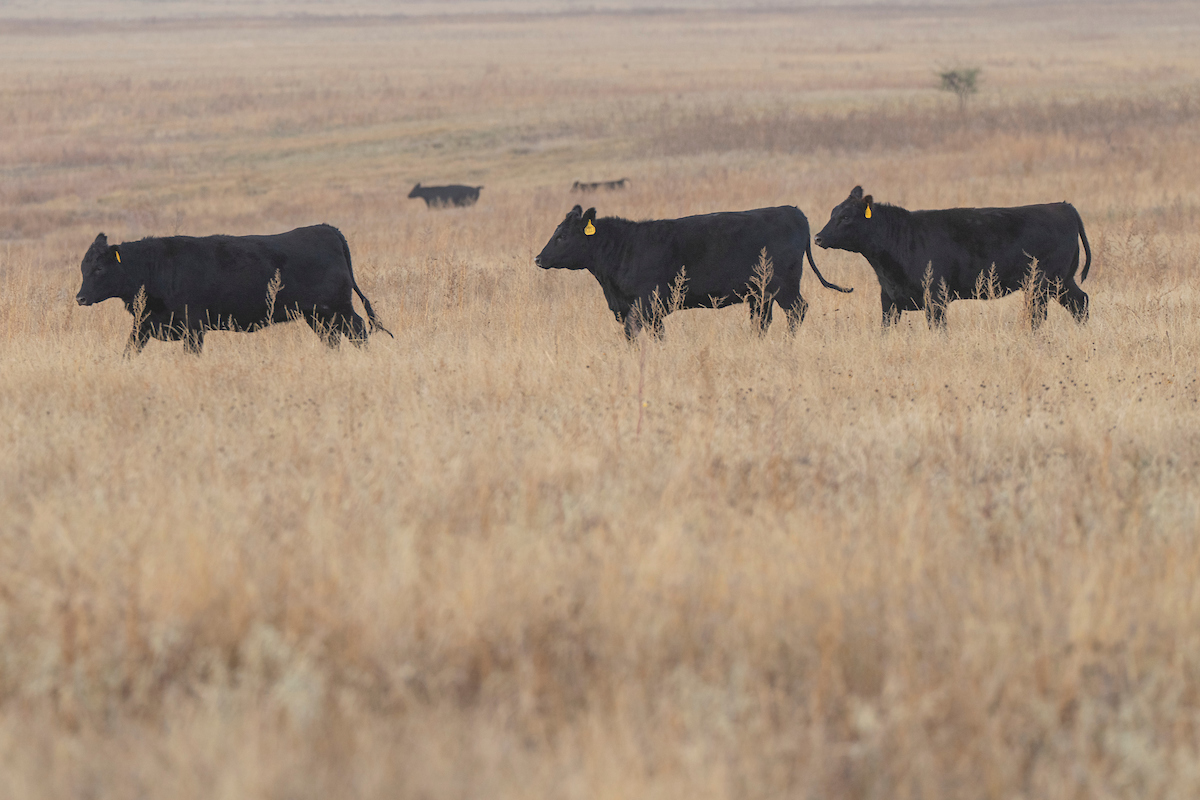 AgriLife Extension to host Beef Cattle Short Course on Jan. 9 in San Antonio