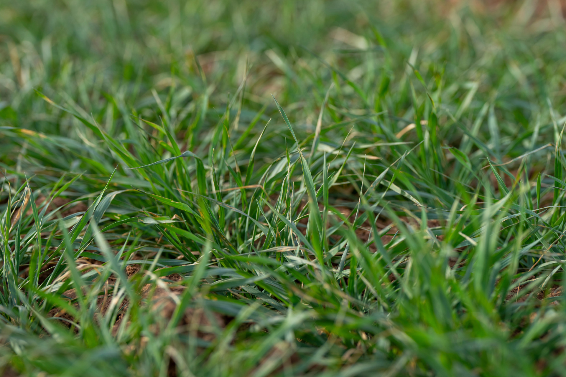 McLennan County Wheat Scout School to be offered Feb. 15 in Waco