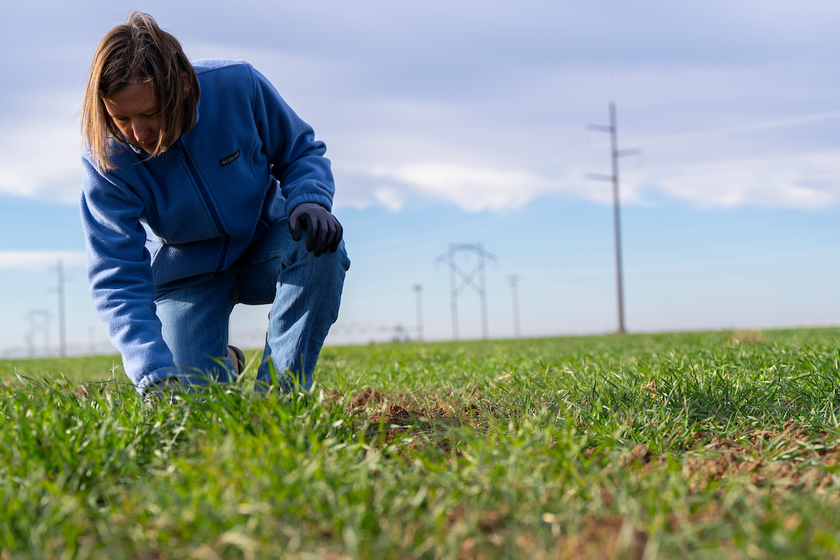 Hill County Wheat Scout School to be offered Feb. 12 in Hillsboro