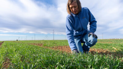 A woman is scouting for pests in a field.