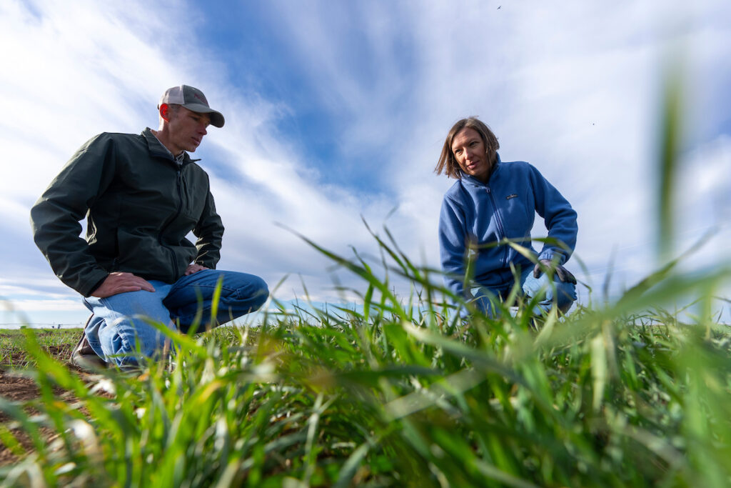A man and a woman are looking at wheat plants in a field. A pest scouting report and variety tours on small grains are some of the topics that will be presented at the Central Texas Small Grains Field Day on April 18 