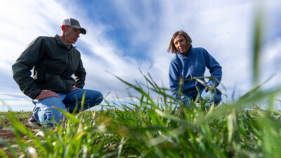 A man and a woman are looking at wheat plants in a field.