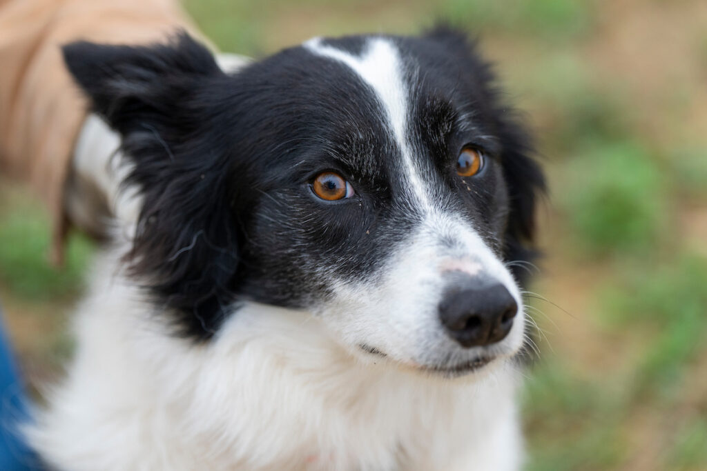 a black and white border collie dog face