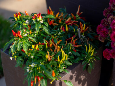 A container with a pepper plant sits out at The Gardens at Texas A&M University.