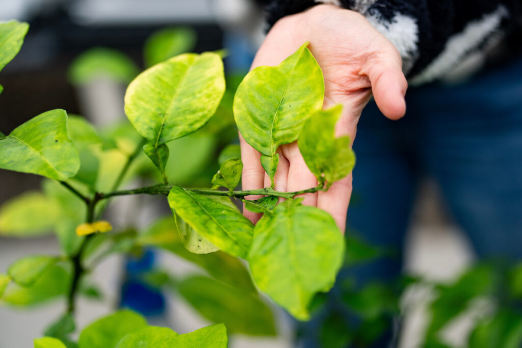 A person is holding the leaves of a plant. The April 30 virtual South Texas Agriculture Symposium will cover different topics on agriculture including identifying and managing plant diseases. (Sam Craft/Texas A&M AgriLife)