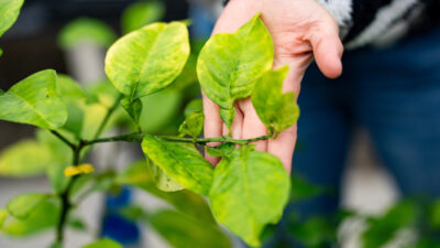 A person is holding the leaves of a plant.