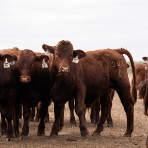 Multi-county beef and forage workshop will be on May 10 in Stockdale