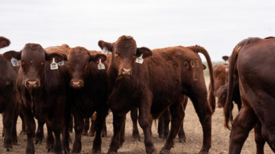 A group of bulls standing in a ranch.