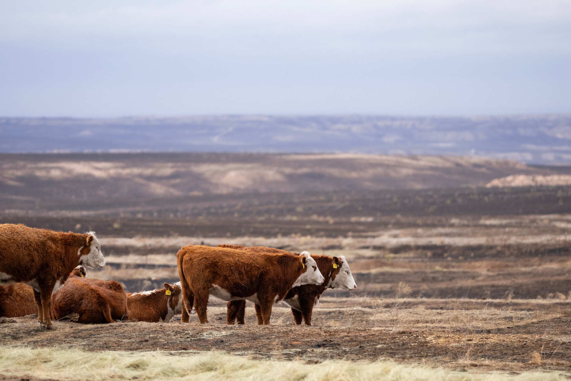 Texas A&M AgriLife Hemphill County Beef Conference April 23-24