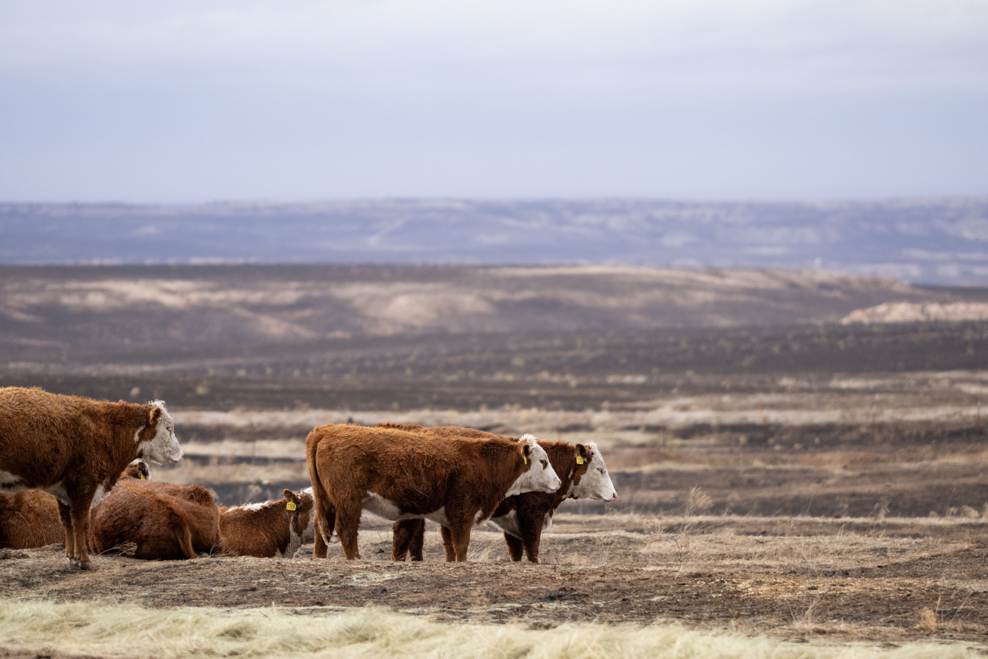 Texas wildfires impacting Panhandle ranchers but not overall cattle and beef prices