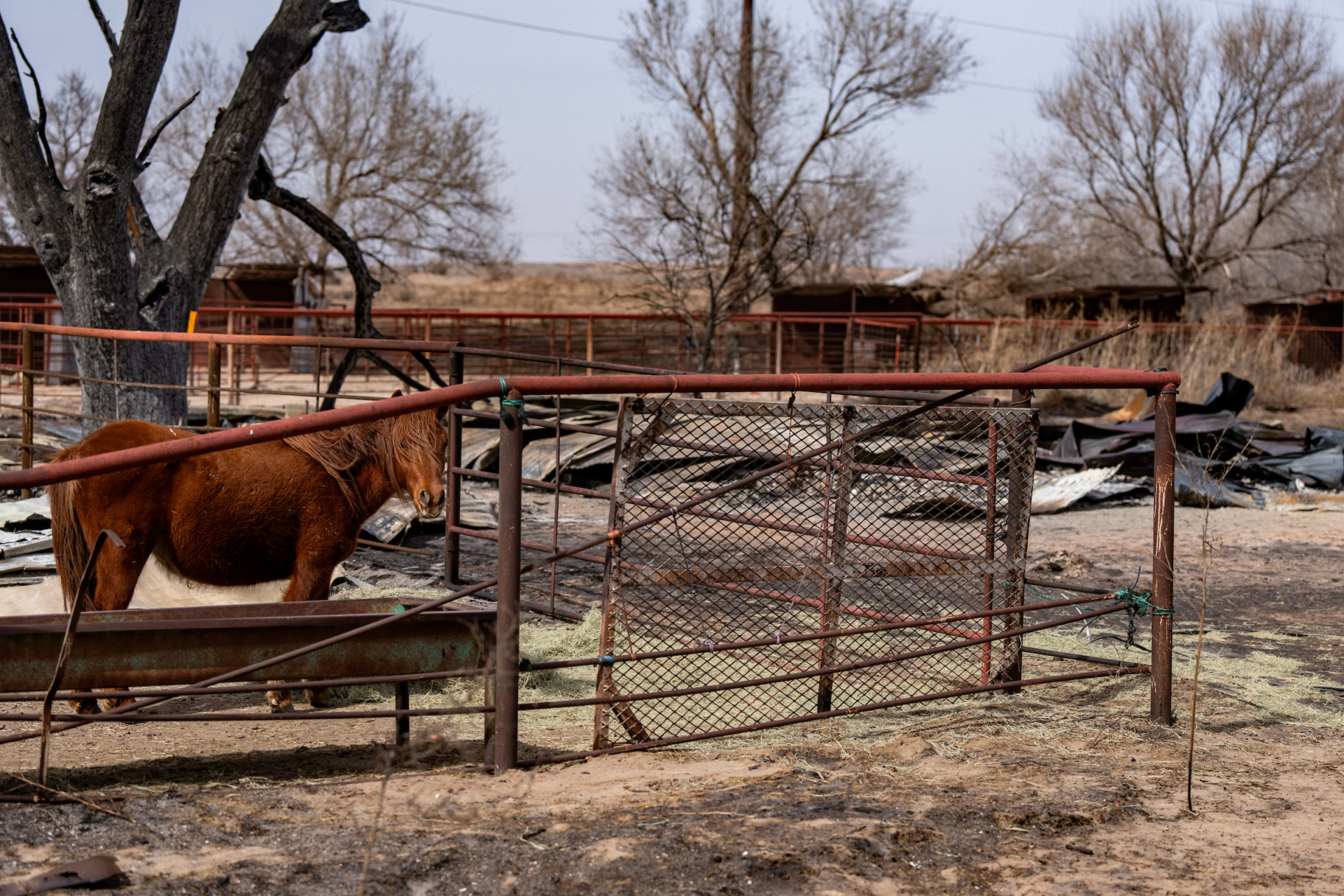 Livestock respiratory issues expected following Panhandle wildfires