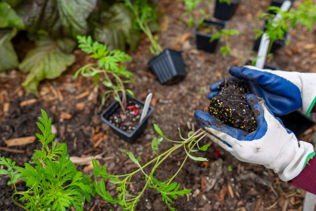 A pair of hands in garden gloves holds soil. Small plants are being placed in the ground.
