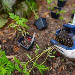 National Gardening Month: Time to clean your garden — or start one