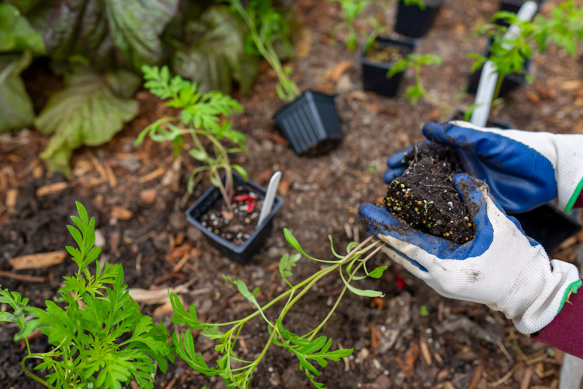 National Gardening Month: Time to clean your garden — or start one