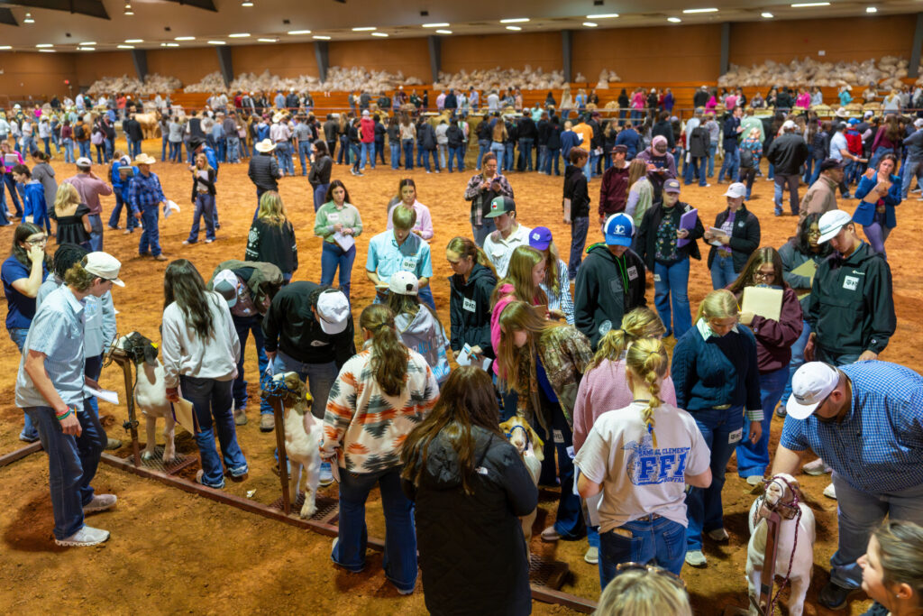 Hundreds of youth attending judging clinics at Texas A&M University spread out across a large arena floor.