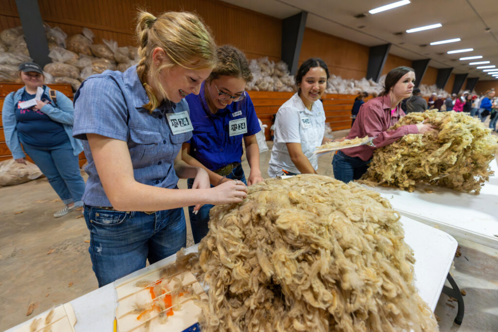 Youth attendees examine fleece during the wool judging clinic in College Station at the Louis Pearce Pavilion, hosted by the Texas A&M Wool Judging Team.