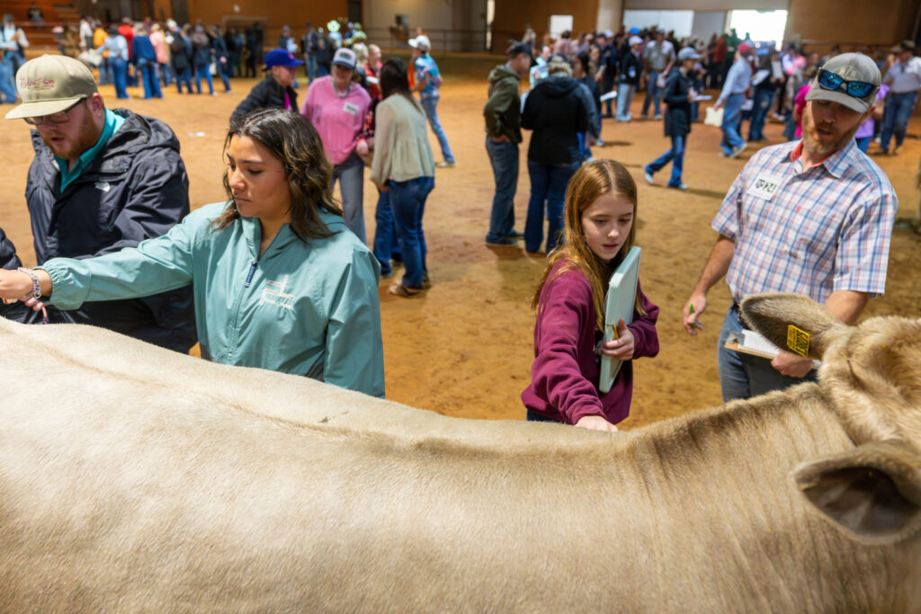 Clinic attendees evaluate steers during the livestock judging clinic held in College Station.