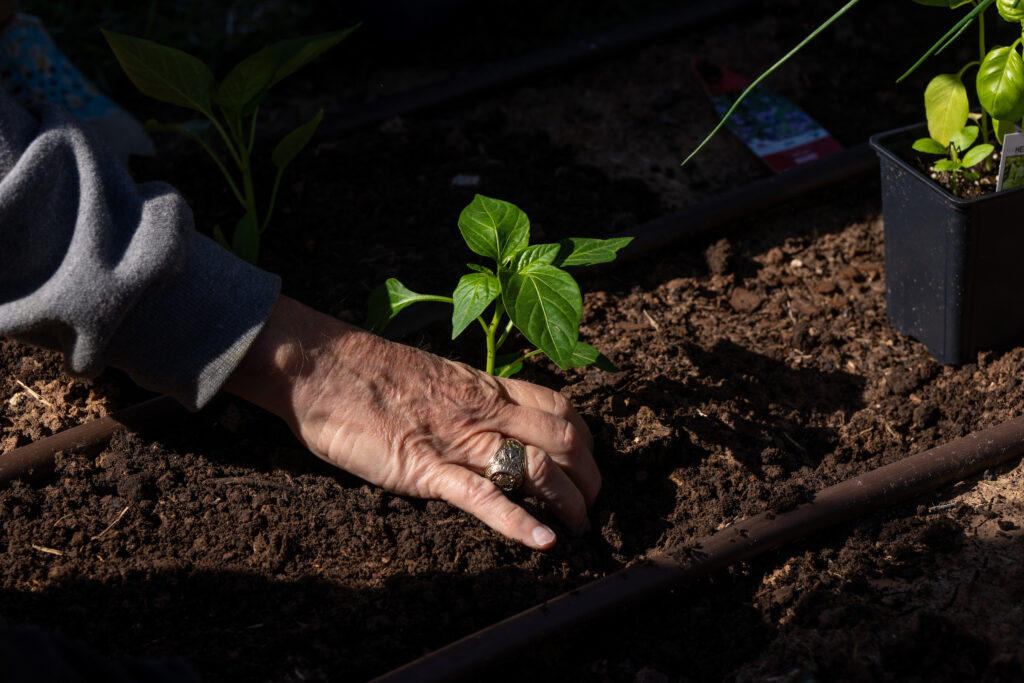 An older adult's hand is shown as it plants a small green plant into rich, dark soil.